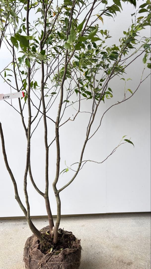 美しい樹形が魅力的 山採り ハイノキ 株立 634 樹高1.7m位 高級樹