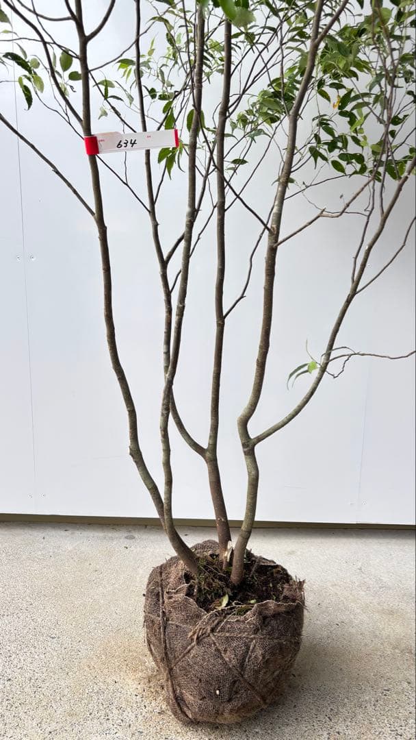 美しい樹形が魅力的 山採り ハイノキ 株立 634 樹高1.7m位 高級樹