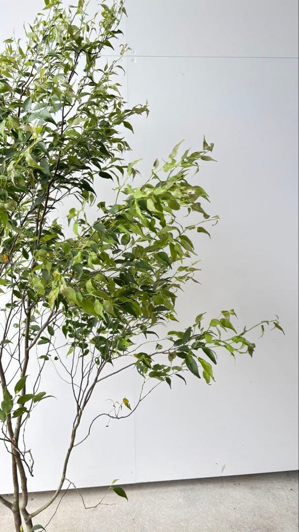 美しい樹形が魅力的 山採り ハイノキ 株立 634 樹高1.7m位 高級樹