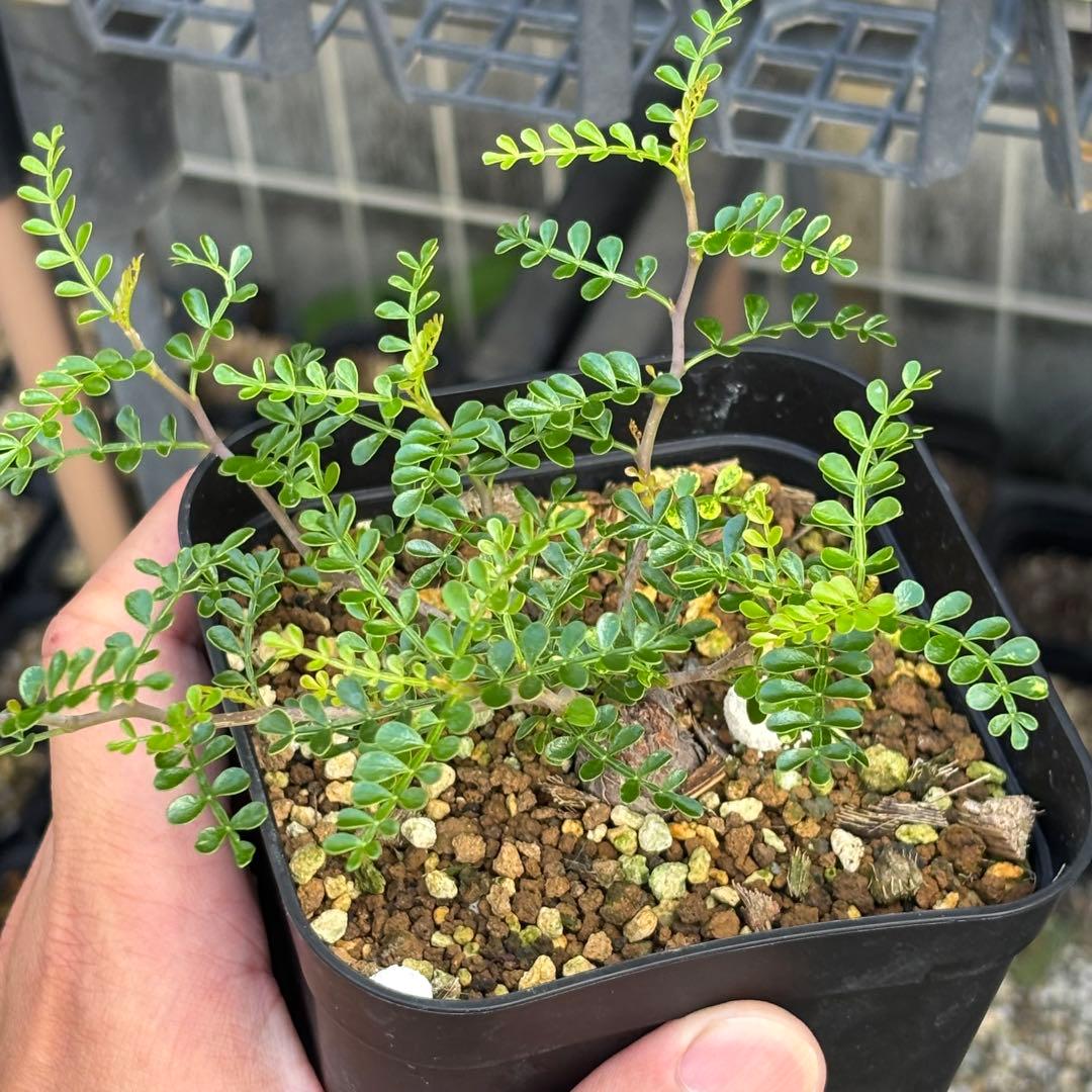 短期間限定超特価！ 超希少 斑入り オペルクリカリア パキプス 根挿し株 発芽済