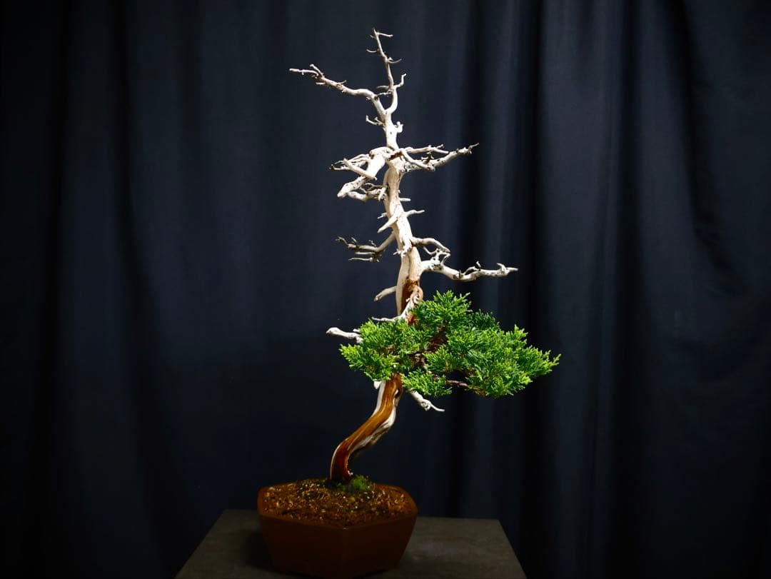 逸品　真柏　盆栽　樹高45cm 古木　天ジン　天シャリ