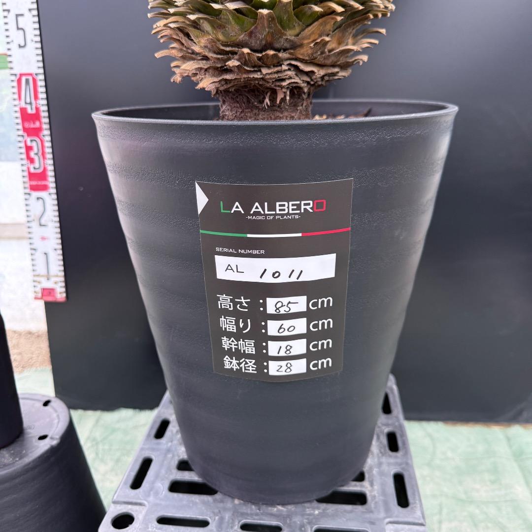 【AL1011】ユッカ　ロストラータ　シルバーブルー個体　超超美形
