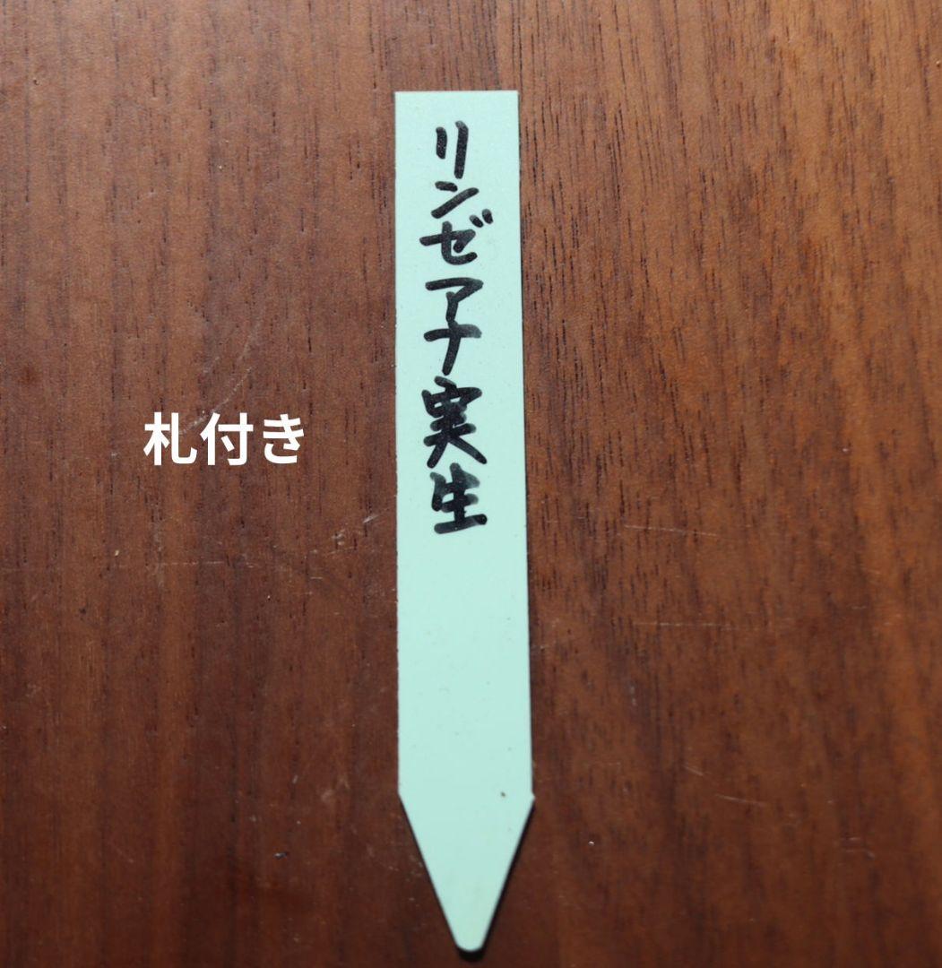 ち*ん様 リンゼアナ実生　おらいさん苗
