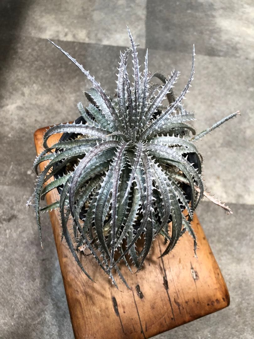 ディッキア・センチピード