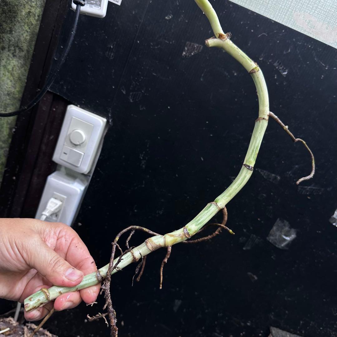 ゴ*ー様 斑入りモンステラホワイトタイガー大茎5株おまとめ