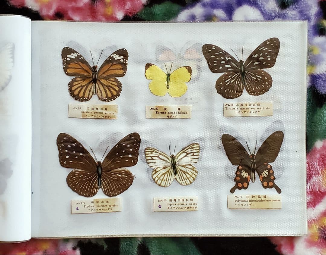 【1960年代当時物】☆蝶類標本☆『台湾産蝴蝶1/2』☆本物の蝶を100頭収録☆