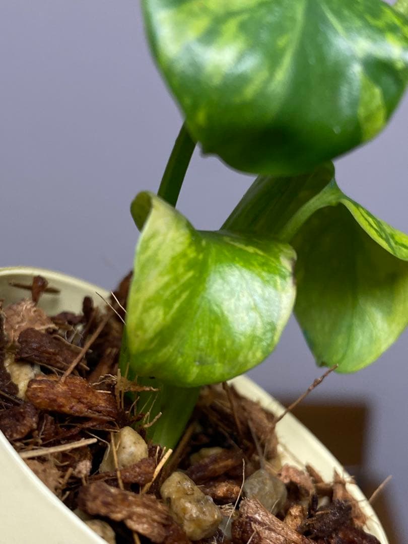 ③【超希少‼️】モンステラ　エレクトロライト　斑入り　レア　人気　メルカリ便