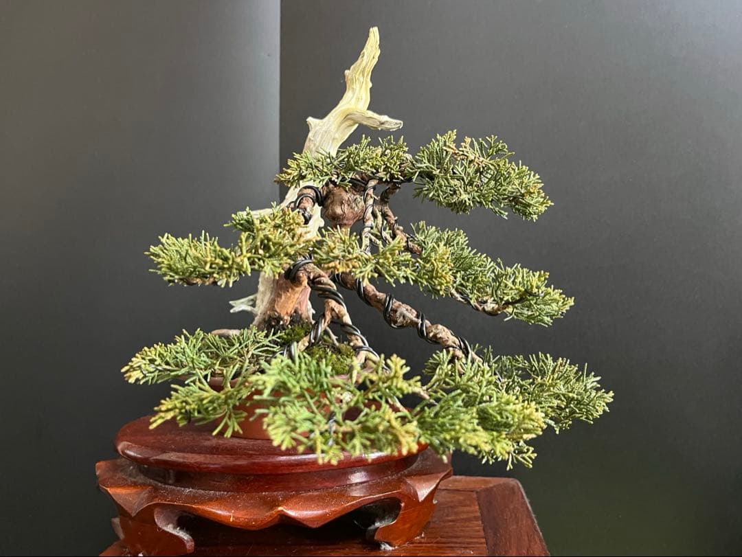 ト*ロ様 オークション出品　真柏盆栽　糸魚川真柏　(検索用　五葉松、黒松、紅葉、