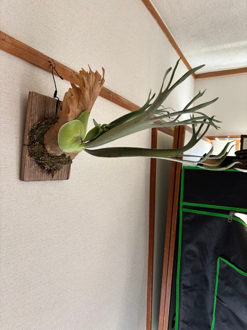 【親株】P.willinckii ' Moonlight '