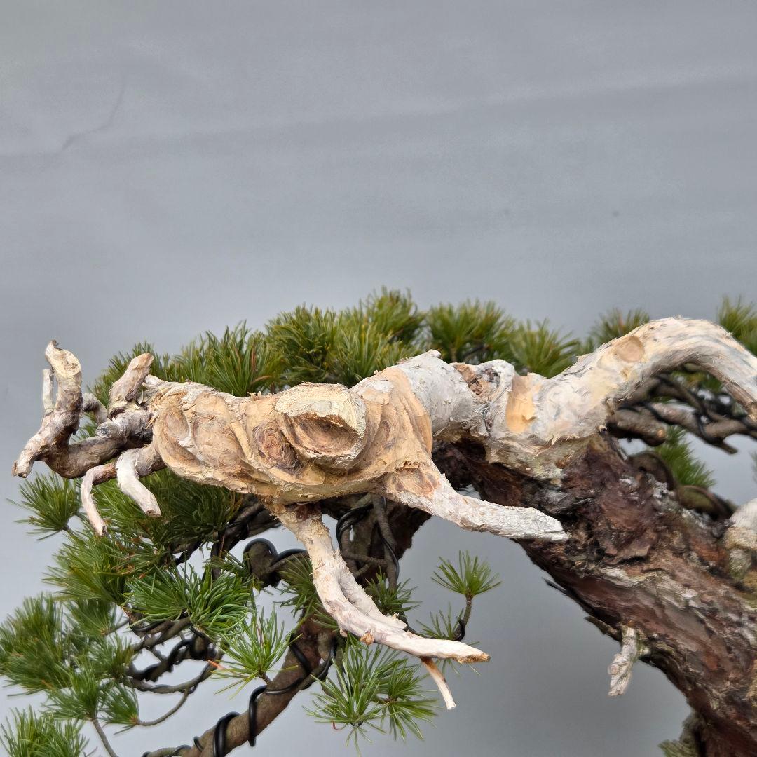 五葉松　[舎利幹斜幹木]　大品盆栽