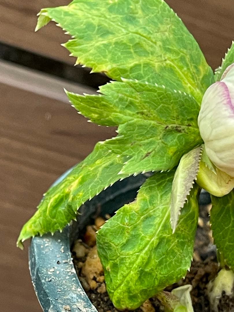 クリスマスローズ苗　⭐️157 sdホワイトブロッチ✖️ddエクリプスゴールドタイプ