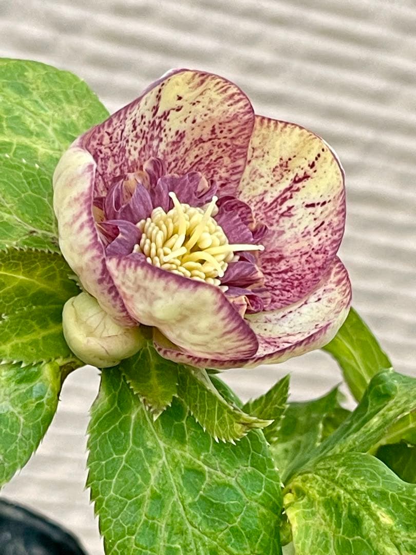 クリスマスローズ苗　⭐️157 sdホワイトブロッチ✖️ddエクリプスゴールドタイプ