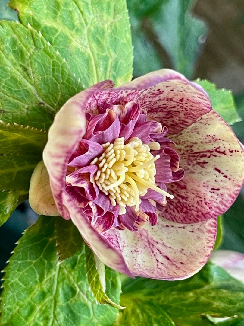 クリスマスローズ苗　⭐️157 sdホワイトブロッチ✖️ddエクリプスゴールドタイプ