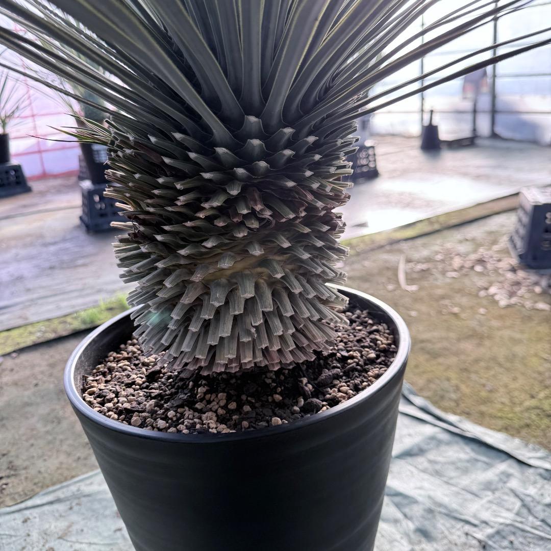 髙*氣様 【AL1133】ユッカ　ロストラータ