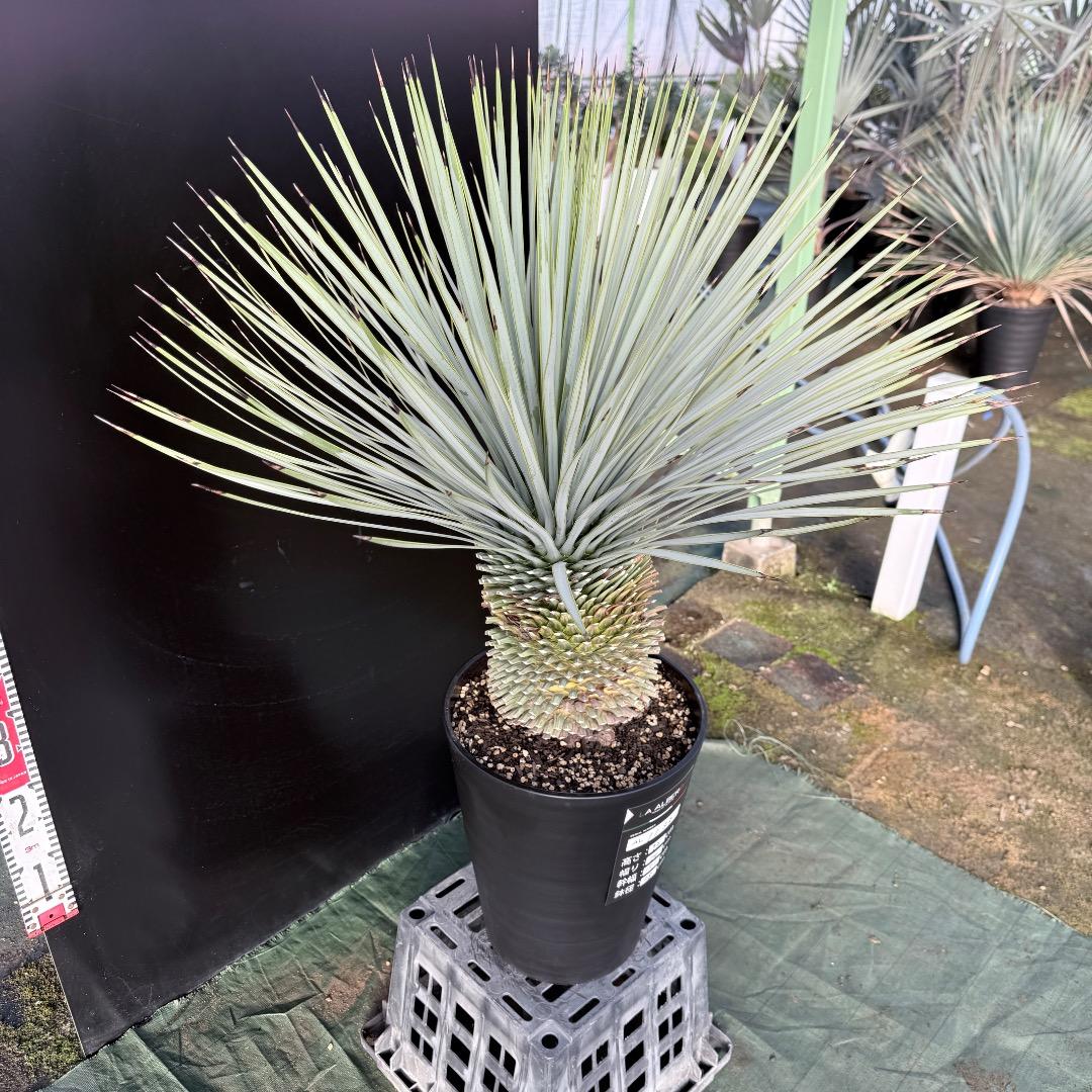 髙*氣様 【AL1133】ユッカ　ロストラータ