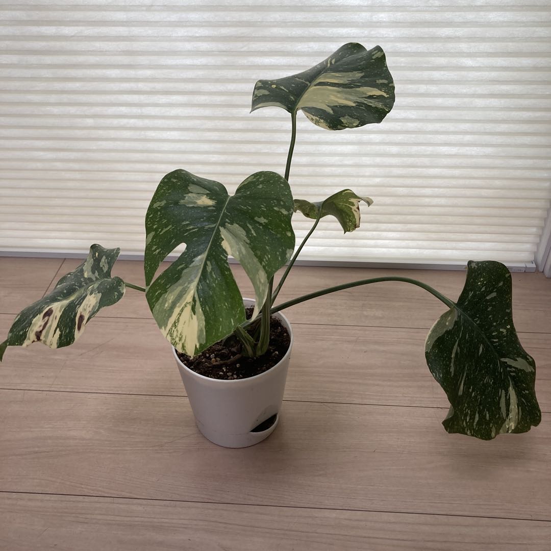 k*u様 鉢ごと発送【希少】モンステラ　デリシオーサ　レガシー★班入り▪️▪️
