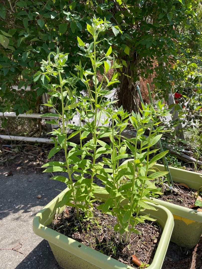 奥能登育ち　紫根　種　40粒＋　絶滅危惧種　染色