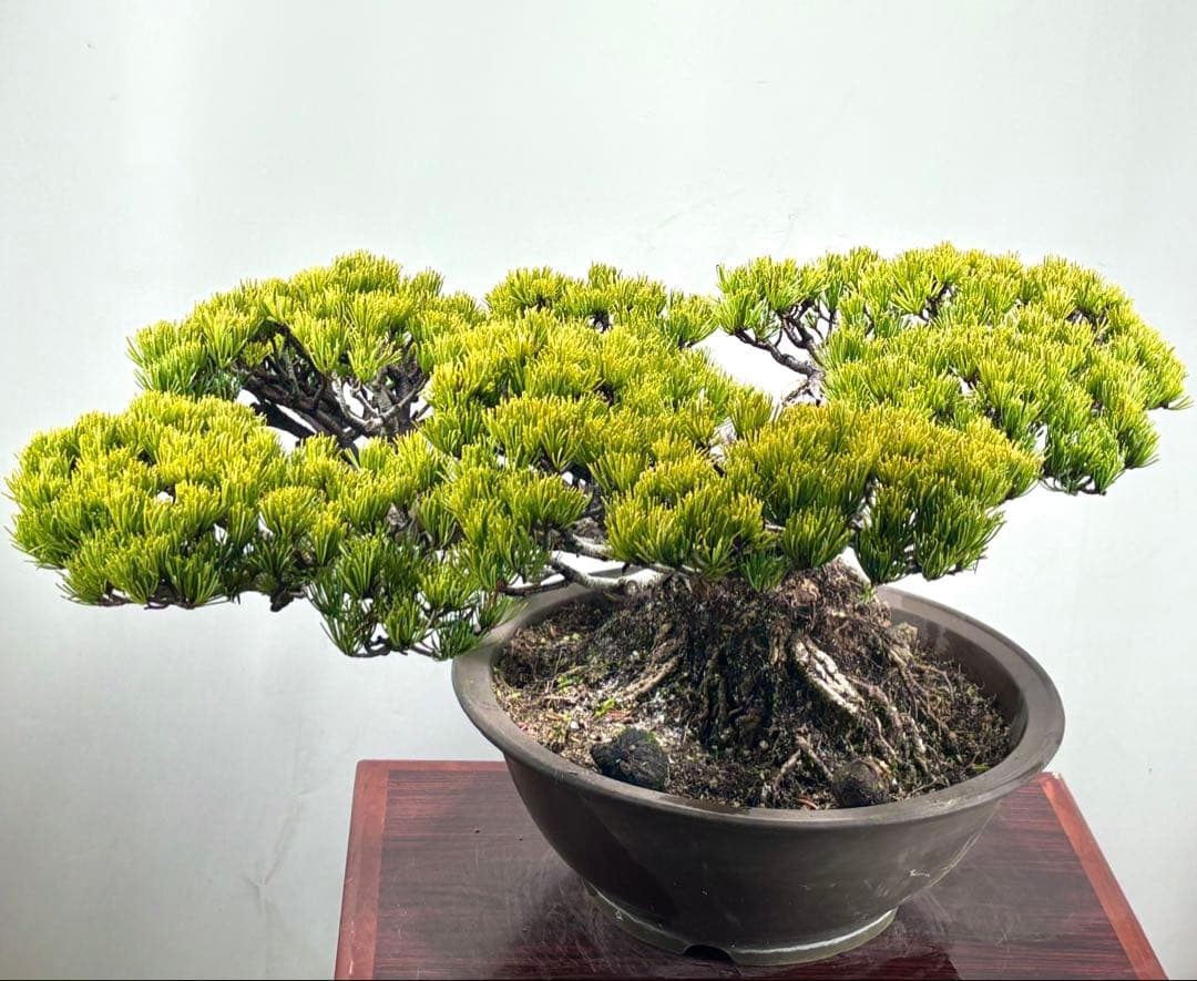 【みやじま】大阪松　五葉松　盆栽‼️