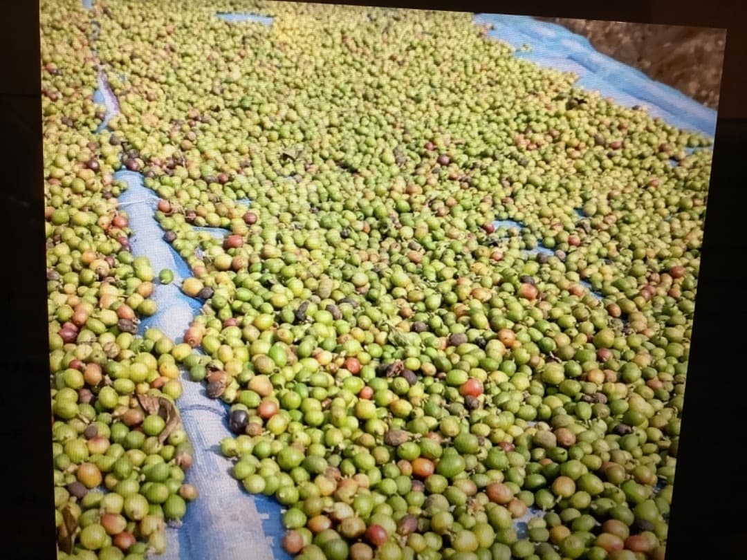 SUMA INPACT グリーンコーヒー180杯分180g お得用