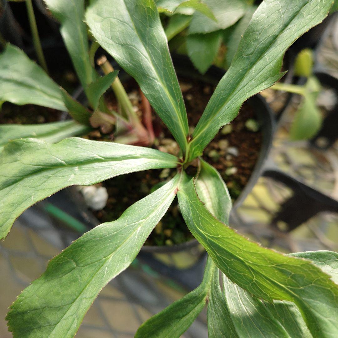 ポンタ　クリスマスローズセット