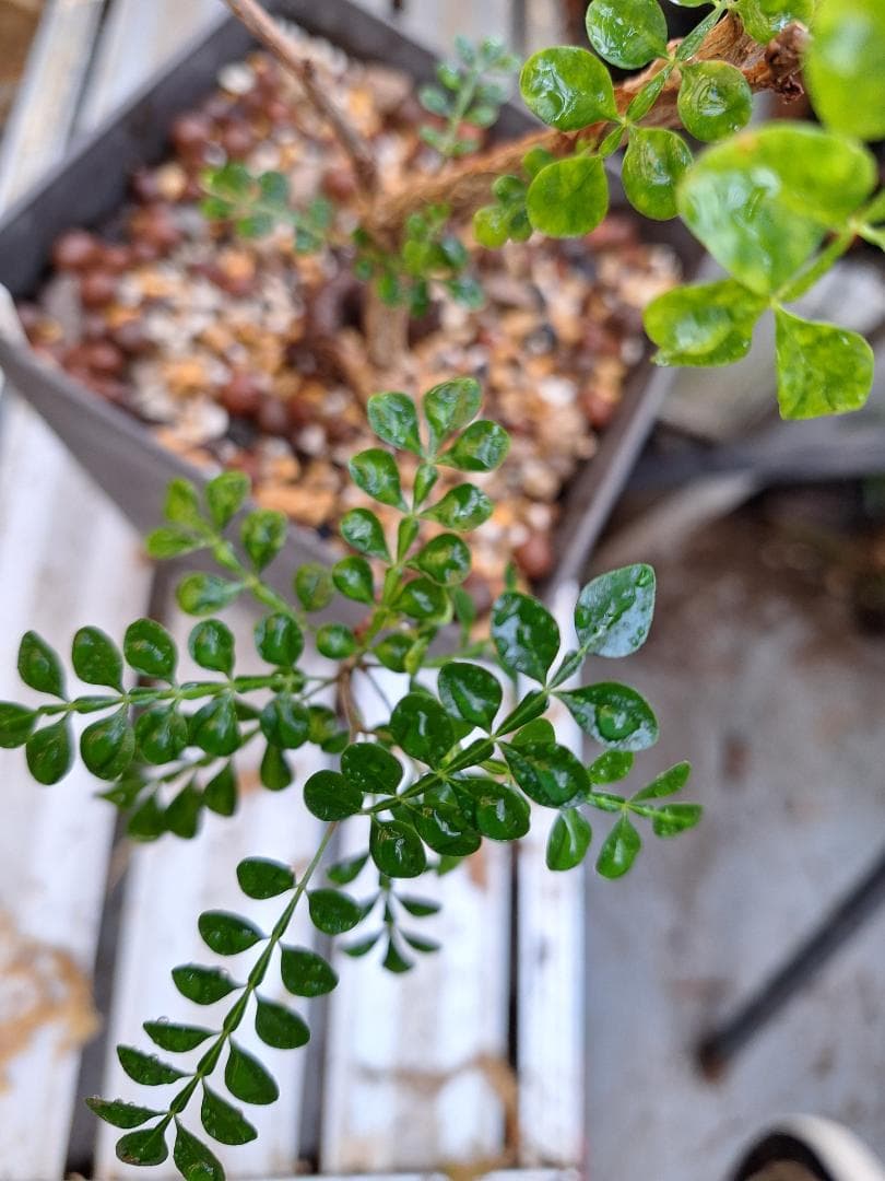 珍品　オペルクリカリア パキプス 　斑入り 最終値下げ