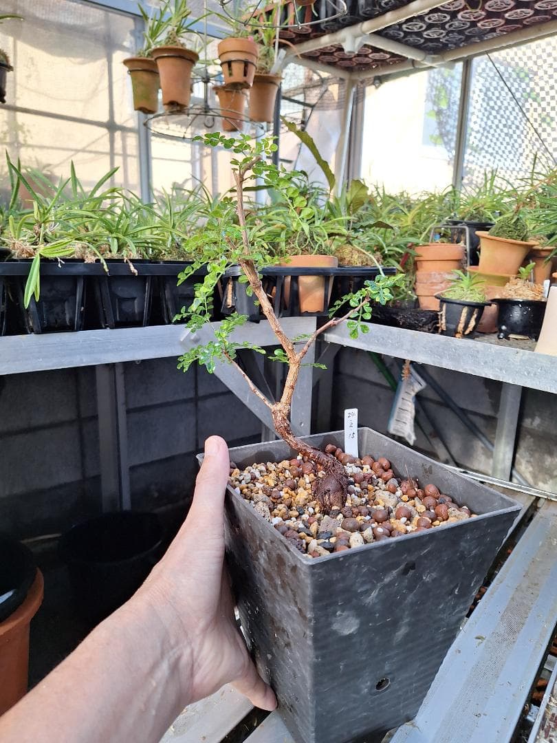 珍品　オペルクリカリア パキプス 　斑入り 最終値下げ