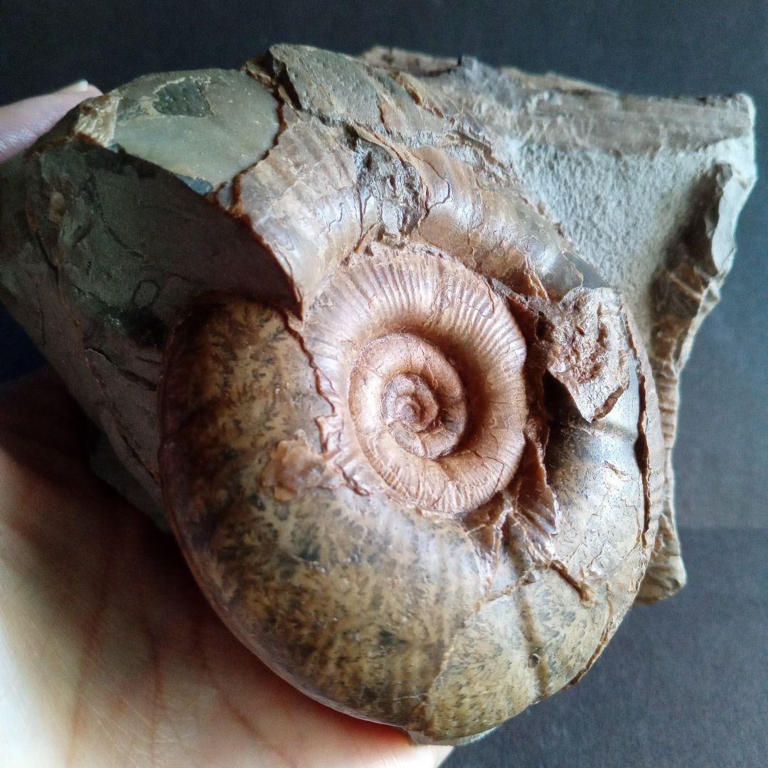 アンモナイト　日本産　北海道　極美麗　クリーニング最高