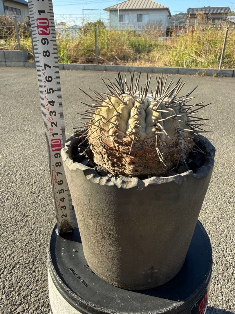 黒王丸　シネレア　コピアポア　copiapoa 強刺　コレクション株　鉢付き