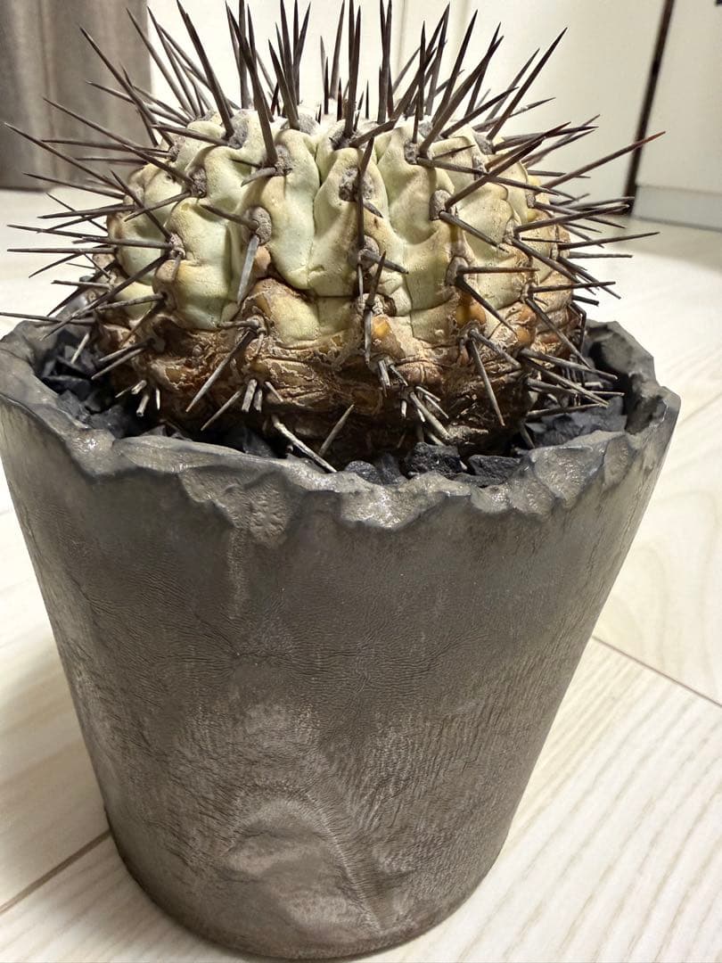黒王丸　シネレア　コピアポア　copiapoa 強刺　コレクション株　鉢付き
