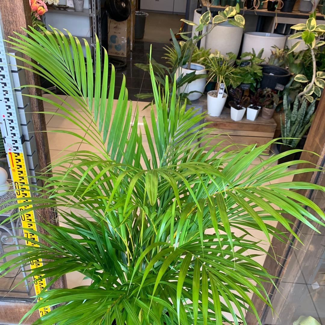 アレカヤシ ファイバー鉢 お皿付き