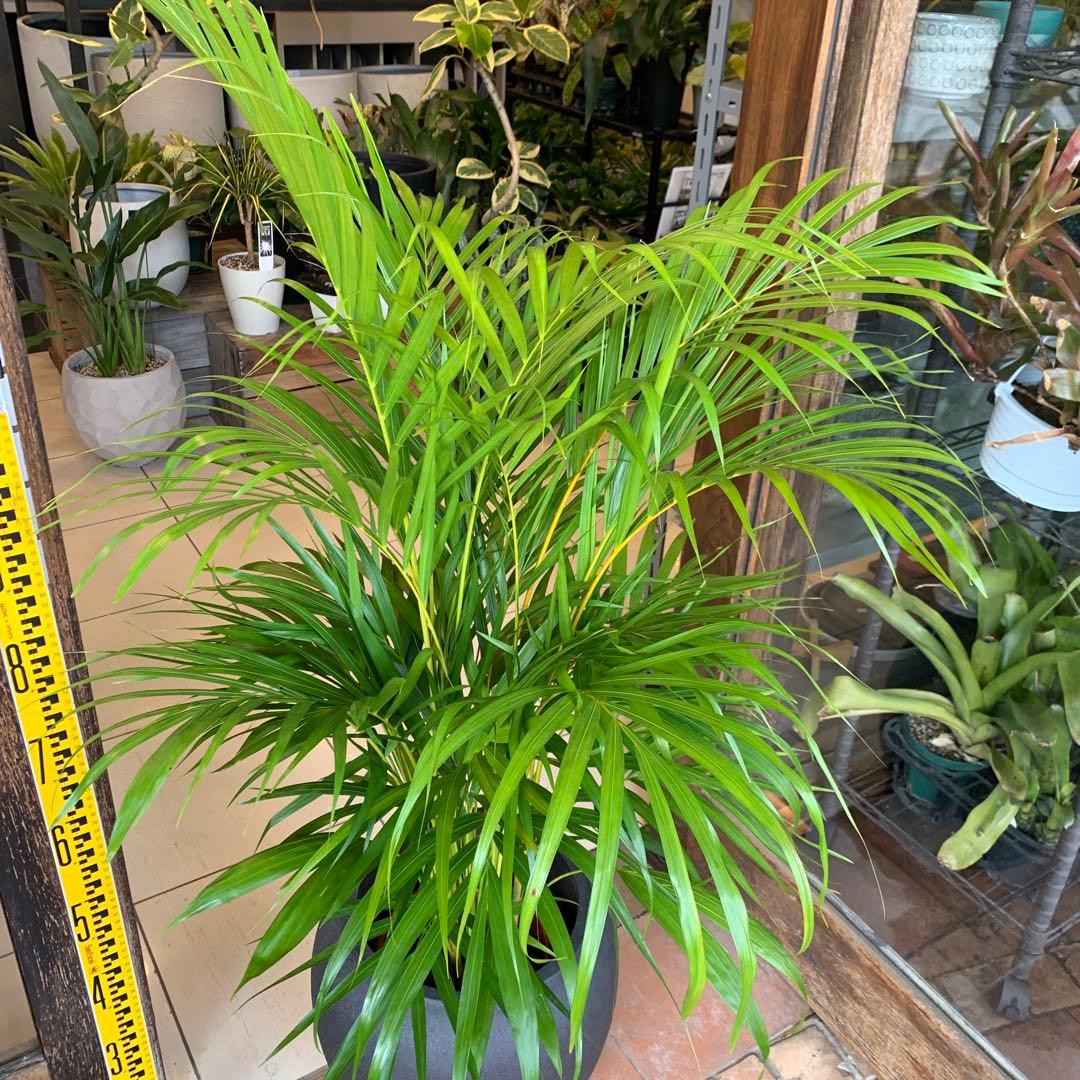 アレカヤシ ファイバー鉢 お皿付き