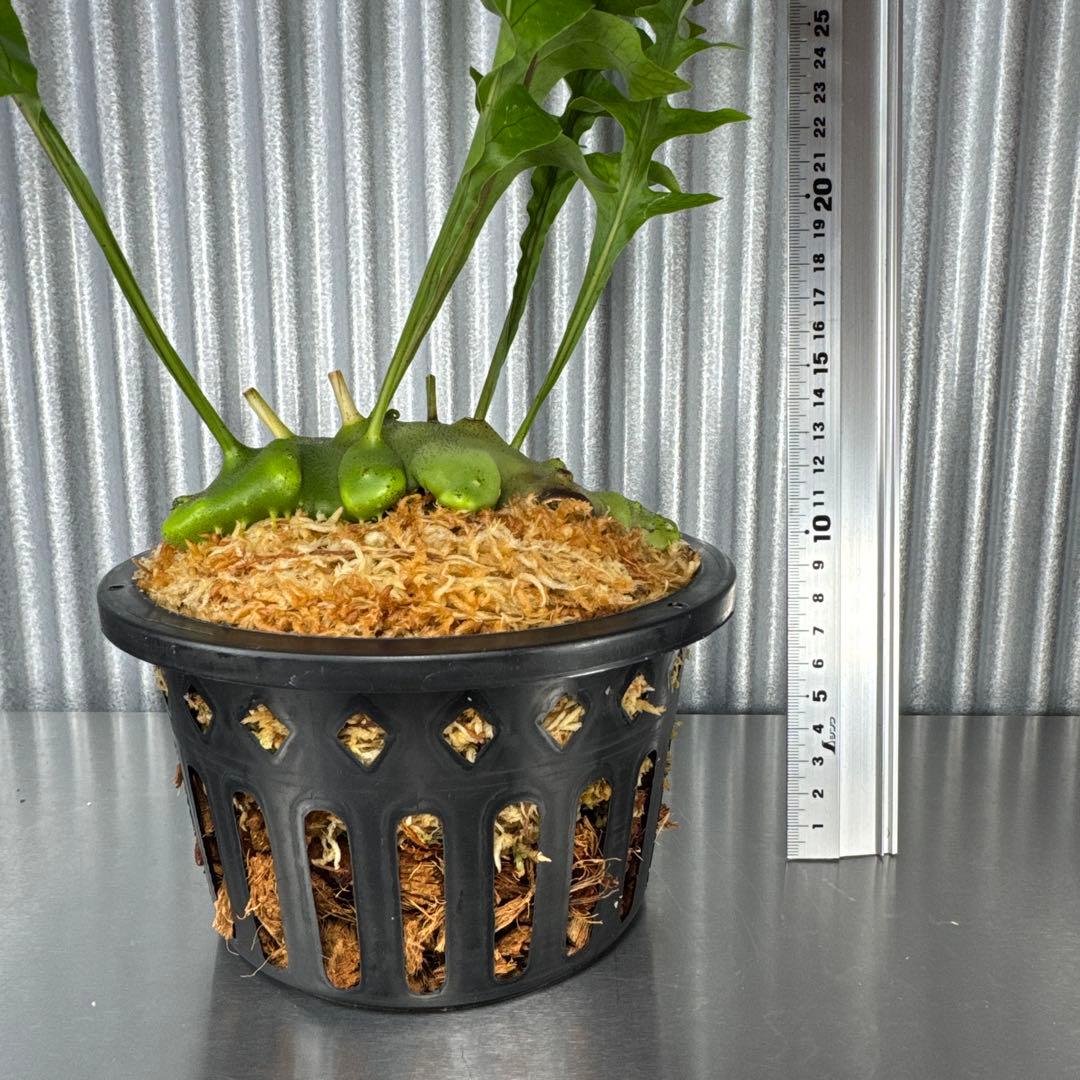 macrophage様ご確認用出品