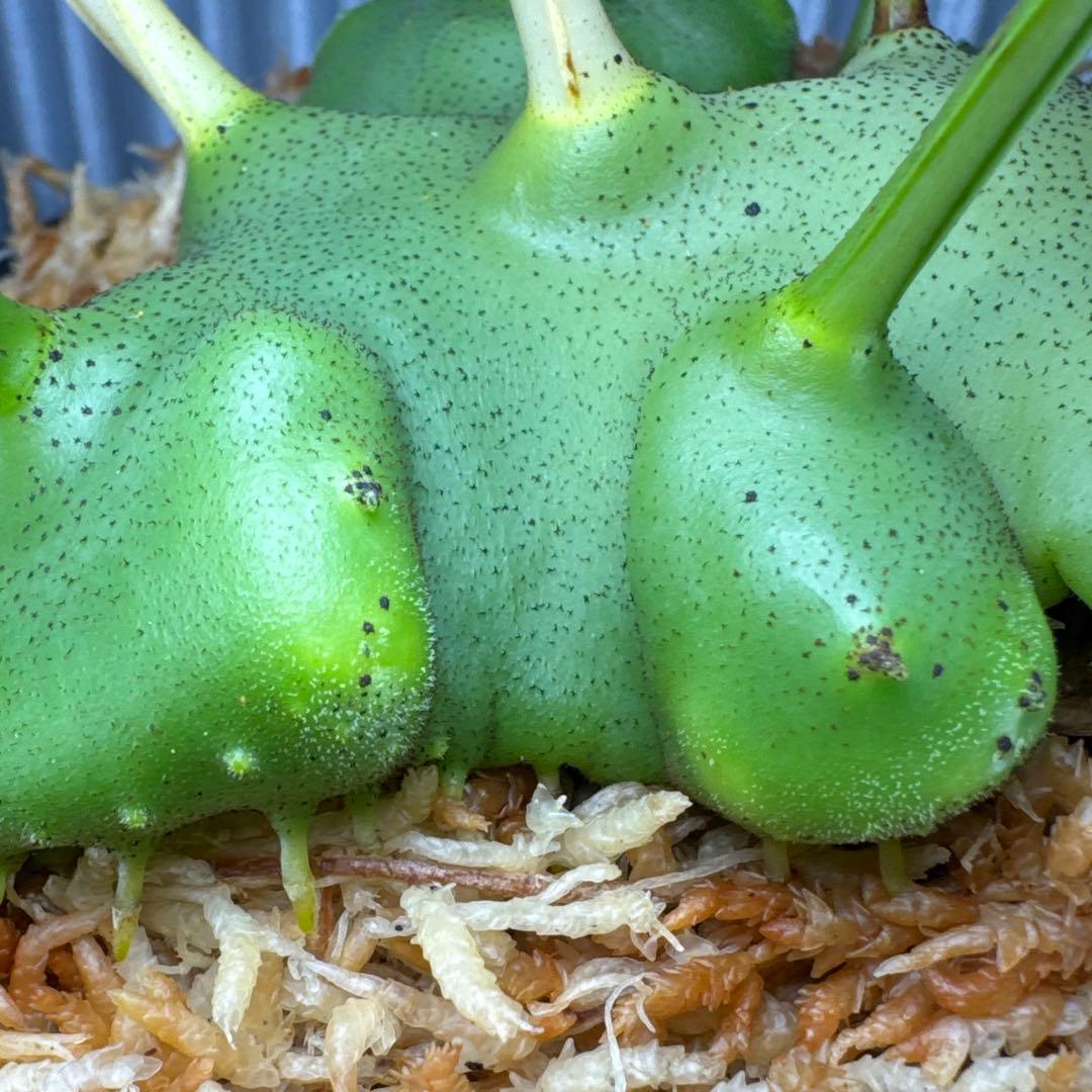 macrophage様ご確認用出品