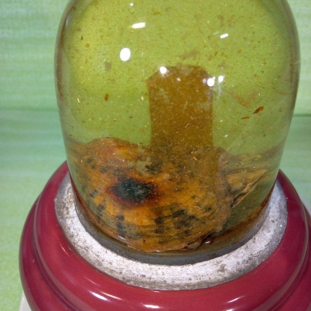 ①Dynamic Aquarium　②真珠貝　ガラスドーム　①②セット　おまとめ