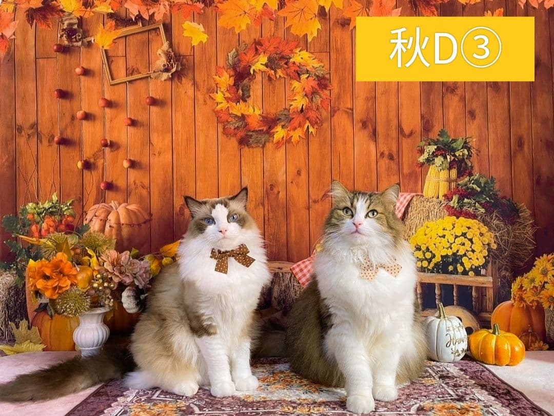 紅葉　背景布秋XD③　ペット撮影用　80×120cm　トリミングチョーカー販売中