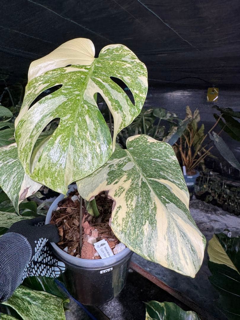 LG2モンステラ　レガシー　美斑入り株