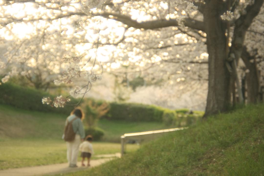 整備済】Canon AE-1 Program NFD 50mm f1.8 ｜04