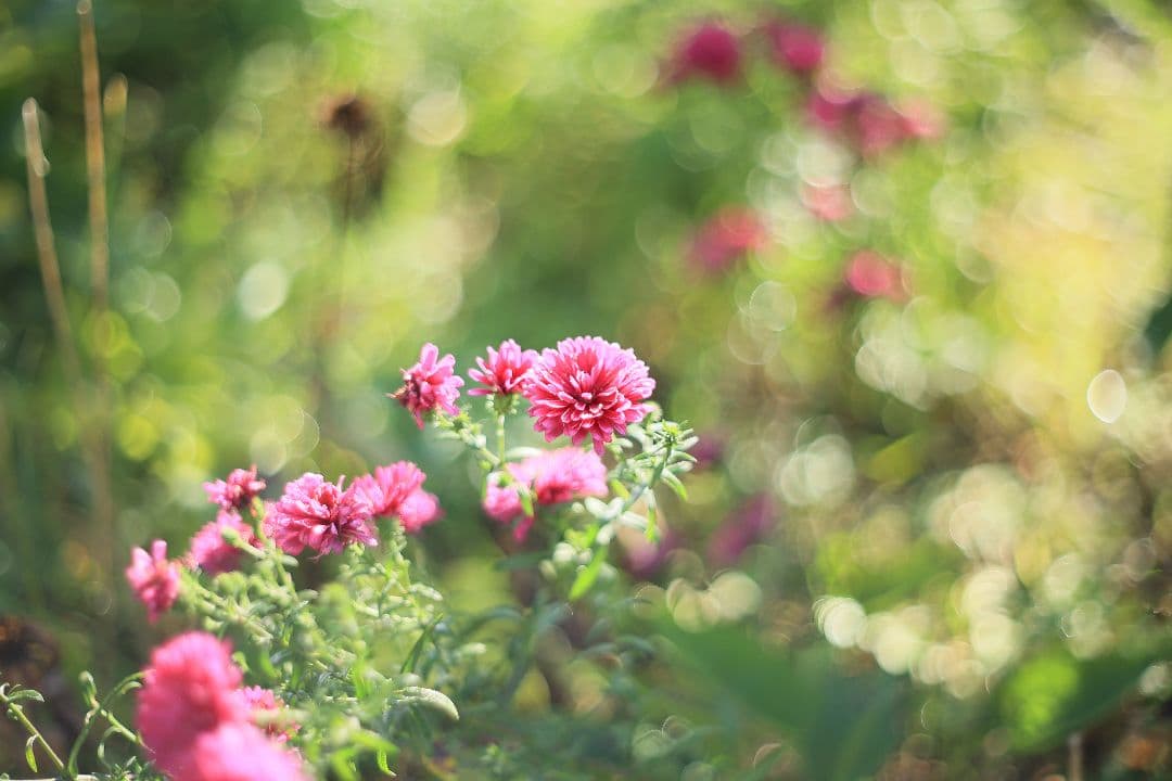 《希少》PENTACON auto 50mm F1.8 前期型 【光学美品】