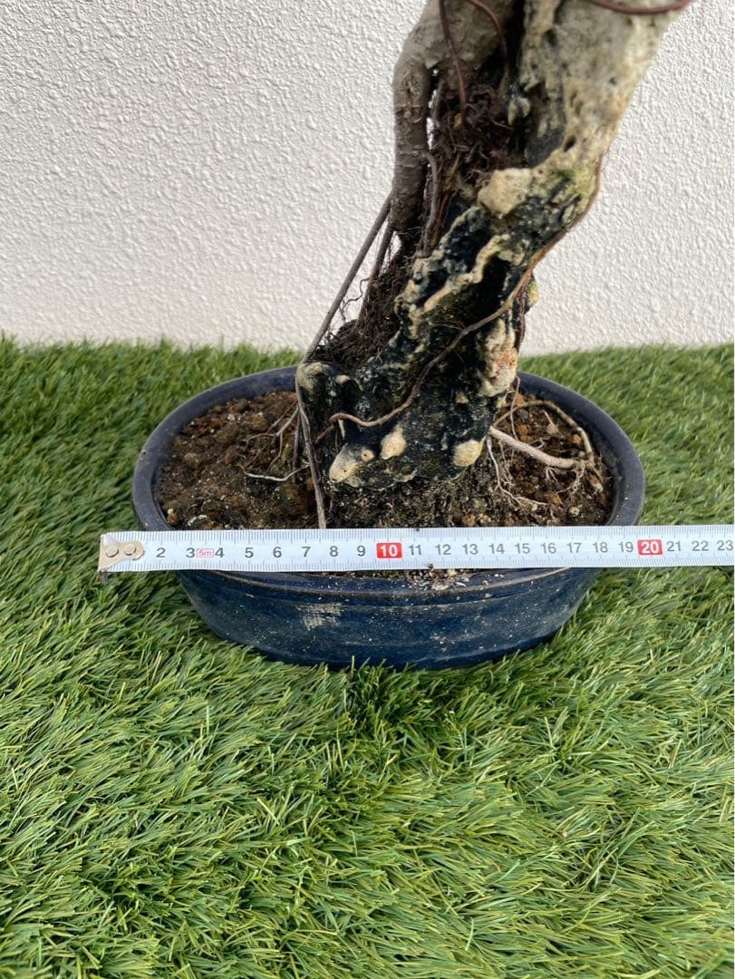 ガジュマル 盆栽