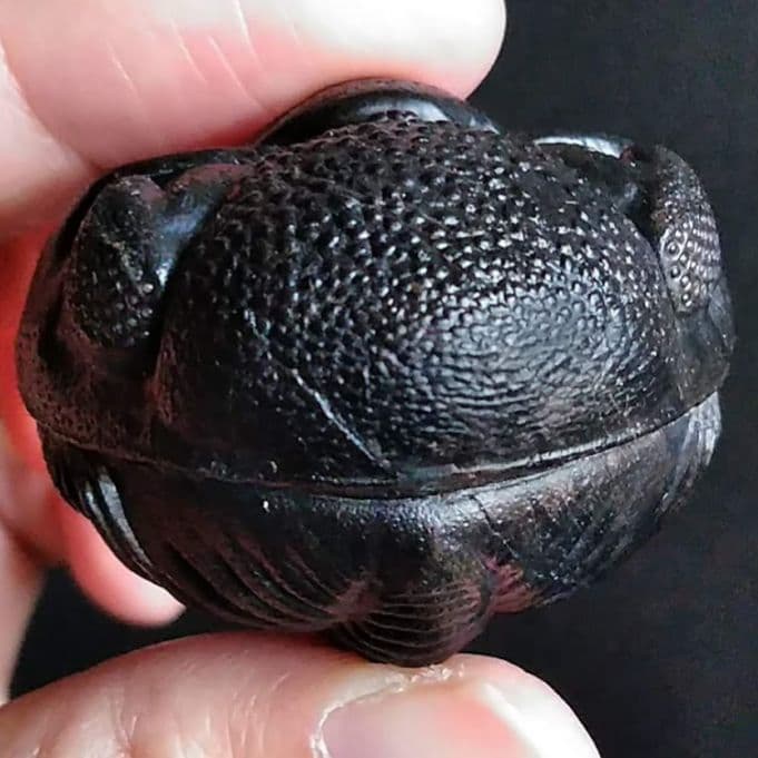 化石　骨格　標本　三葉虫　ファコプス　大型種