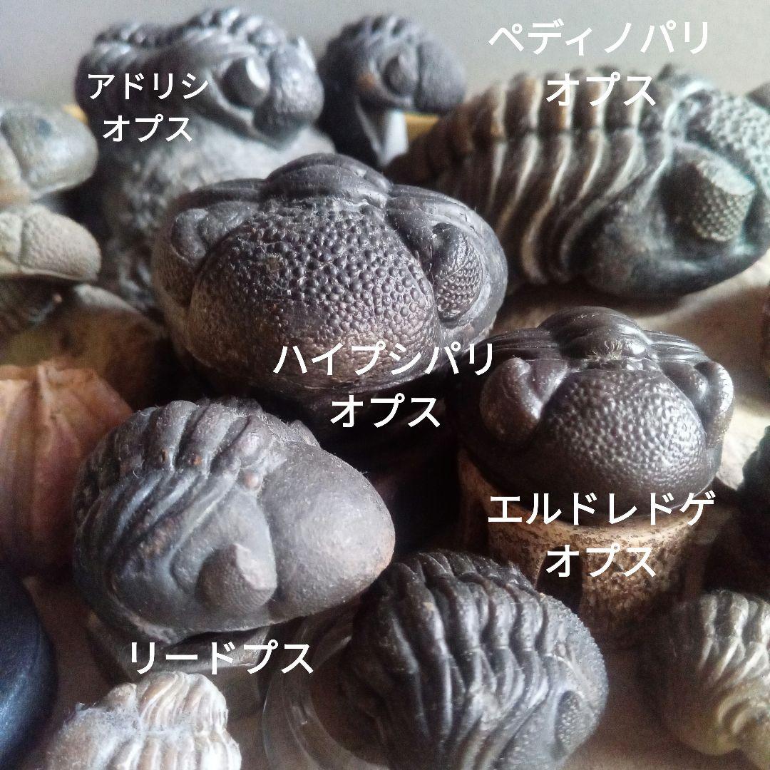 化石　骨格　標本　三葉虫　ファコプス　大型種