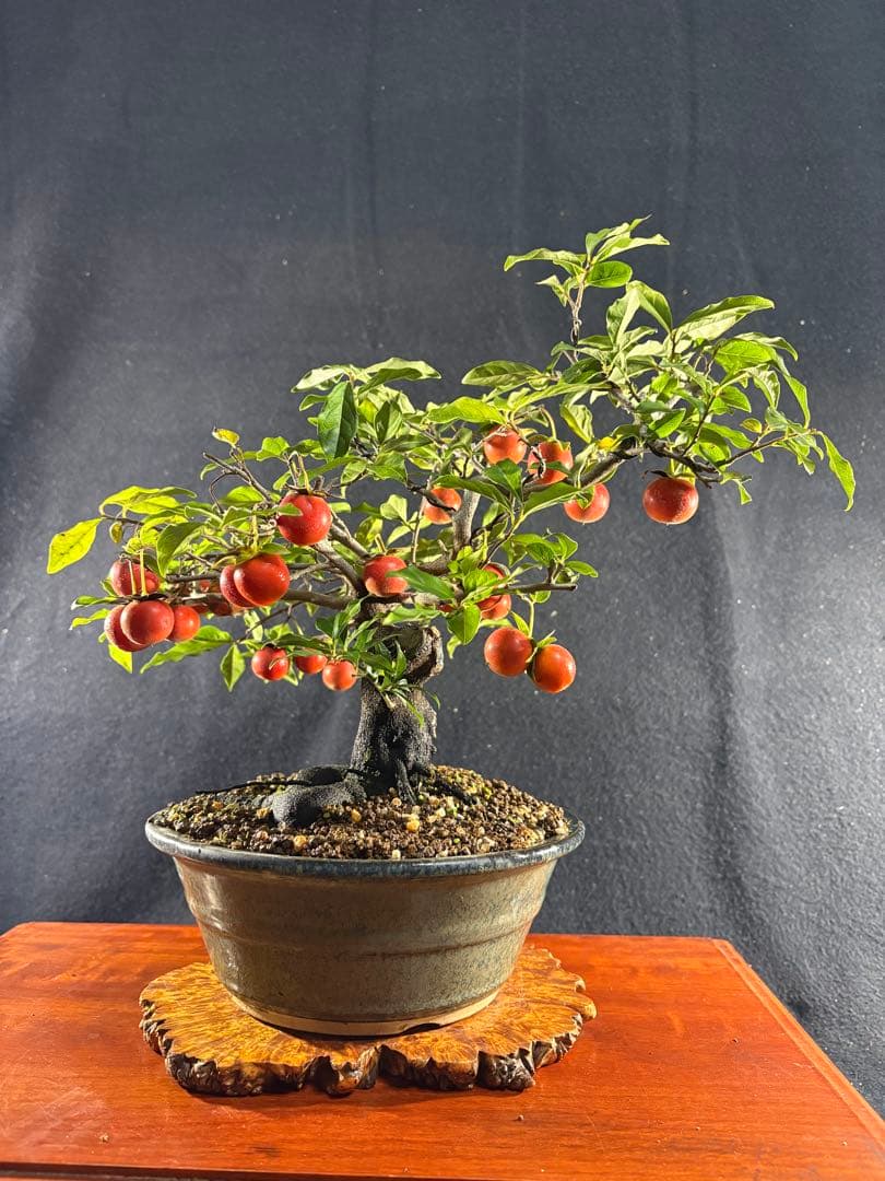 貴風盆栽、常盤木、模様木、沢山の実付き やや傷や汚れあり