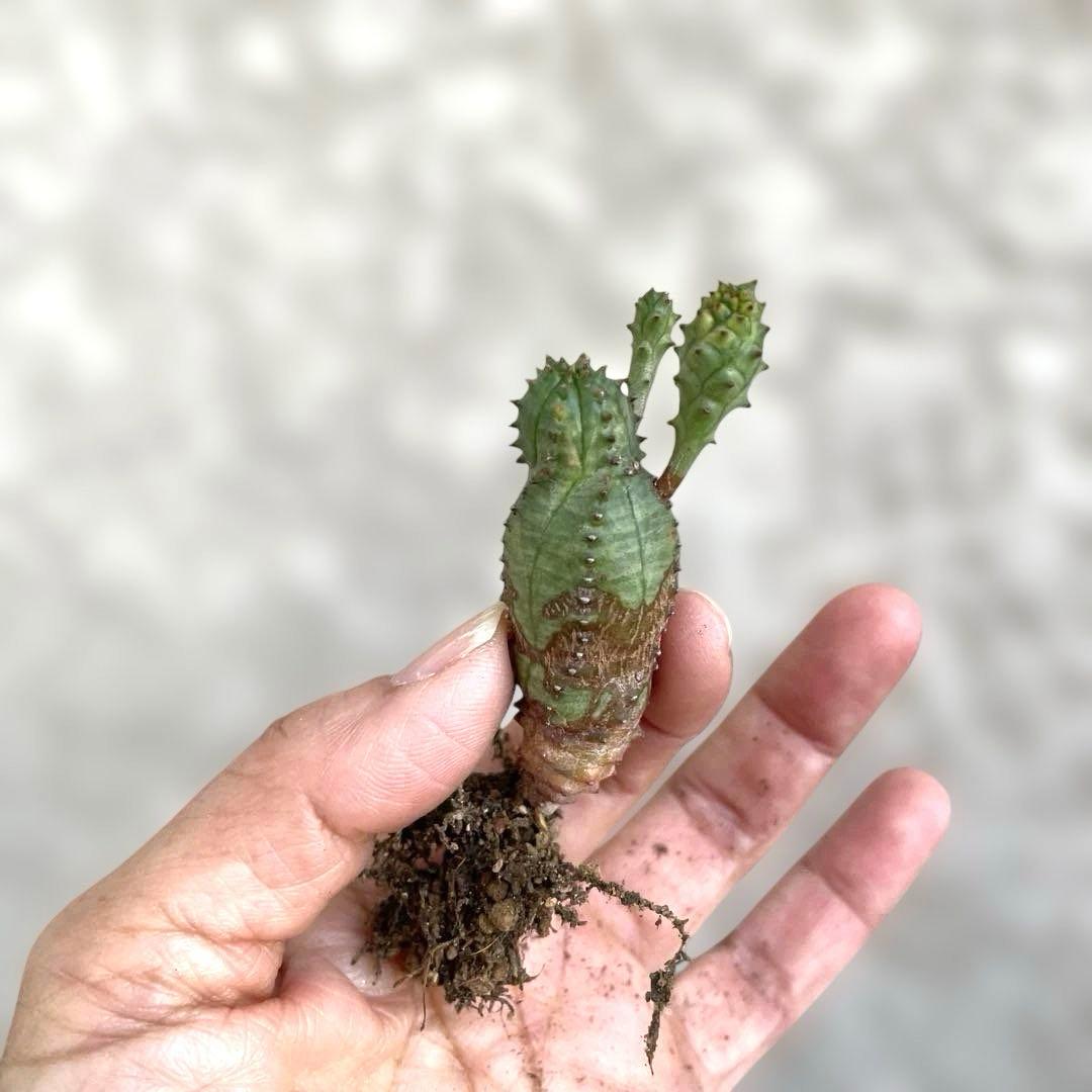 お問い合わせ中　画像更新9/25 オベサブロウ　抜き苗