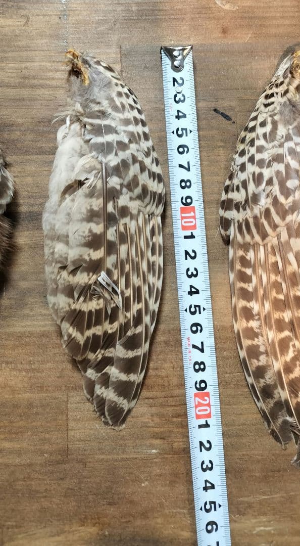 ​【高級】METZ メッツ ハックル 2種 ＆ フェザントウィング セット