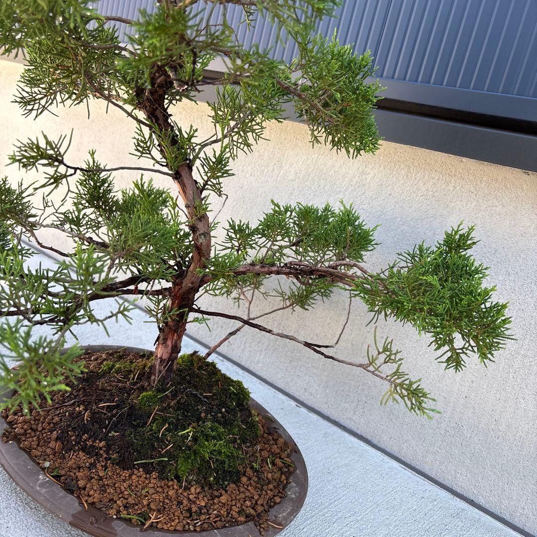 糸魚川真柏　真柏　盆栽