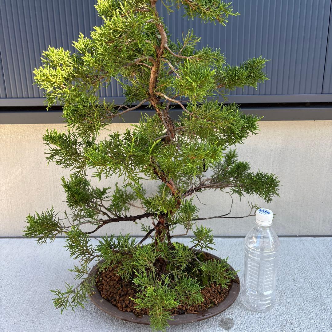 糸魚川真柏　真柏　盆栽