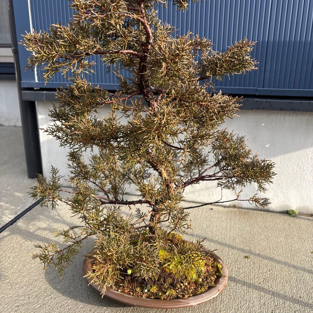 糸魚川真柏　真柏　盆栽