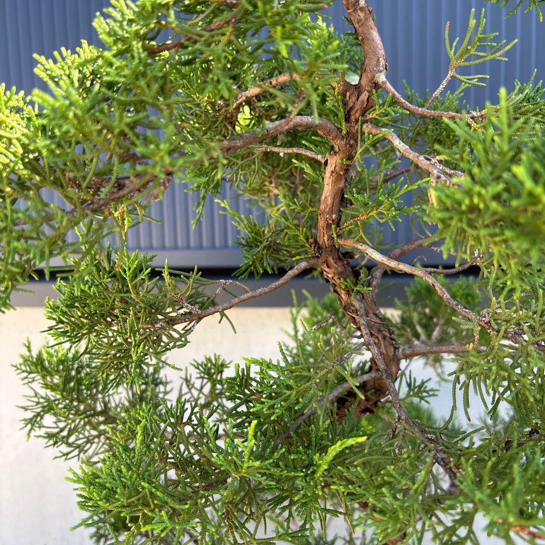 糸魚川真柏　真柏　盆栽