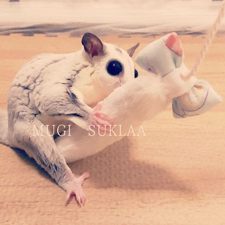 【MUGI SUKLAA オリジナル】フクロモモンガ 抱き枕/ねこじゃらし