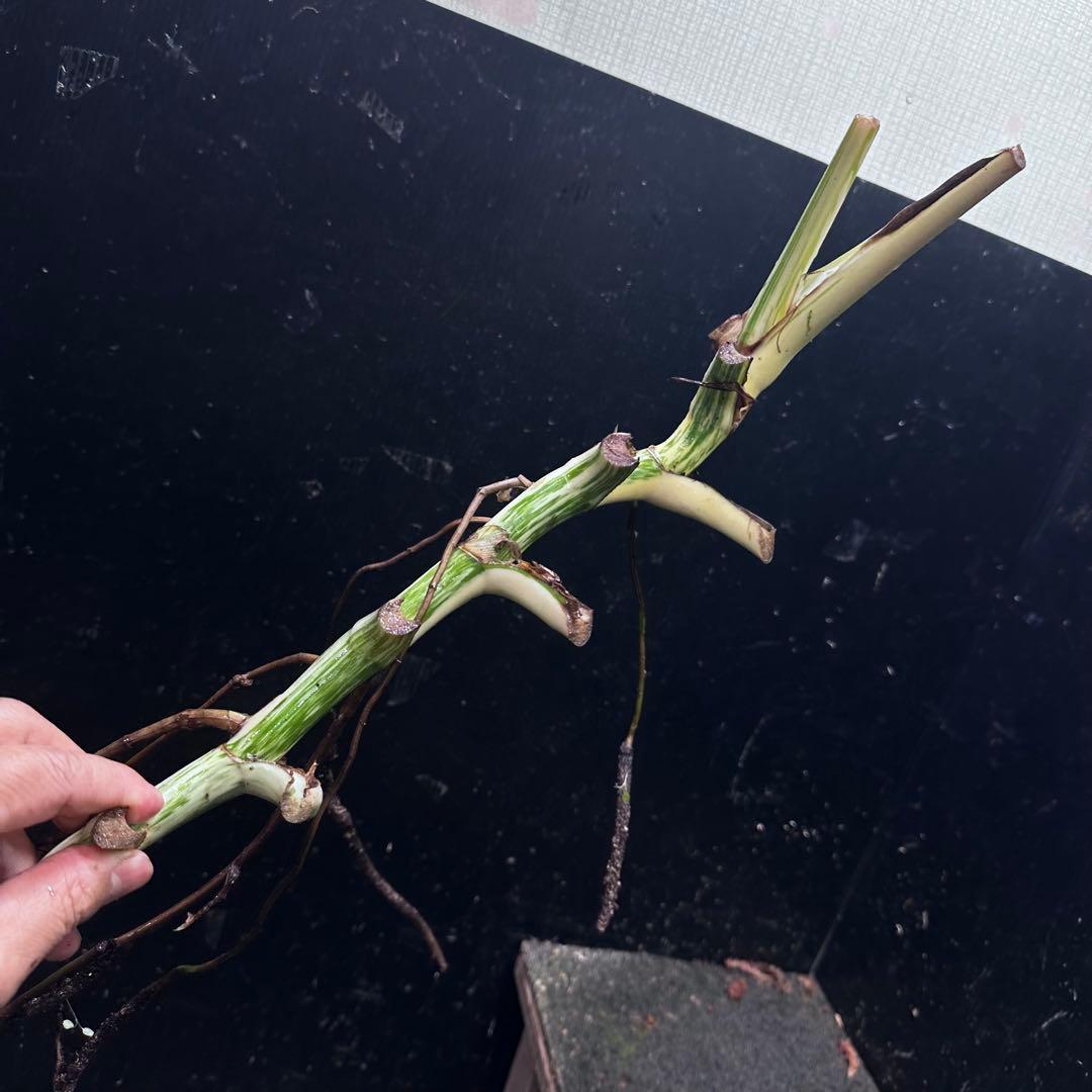 さ**様 斑入りモンステラホワイトタイガー大茎6株おまとめ